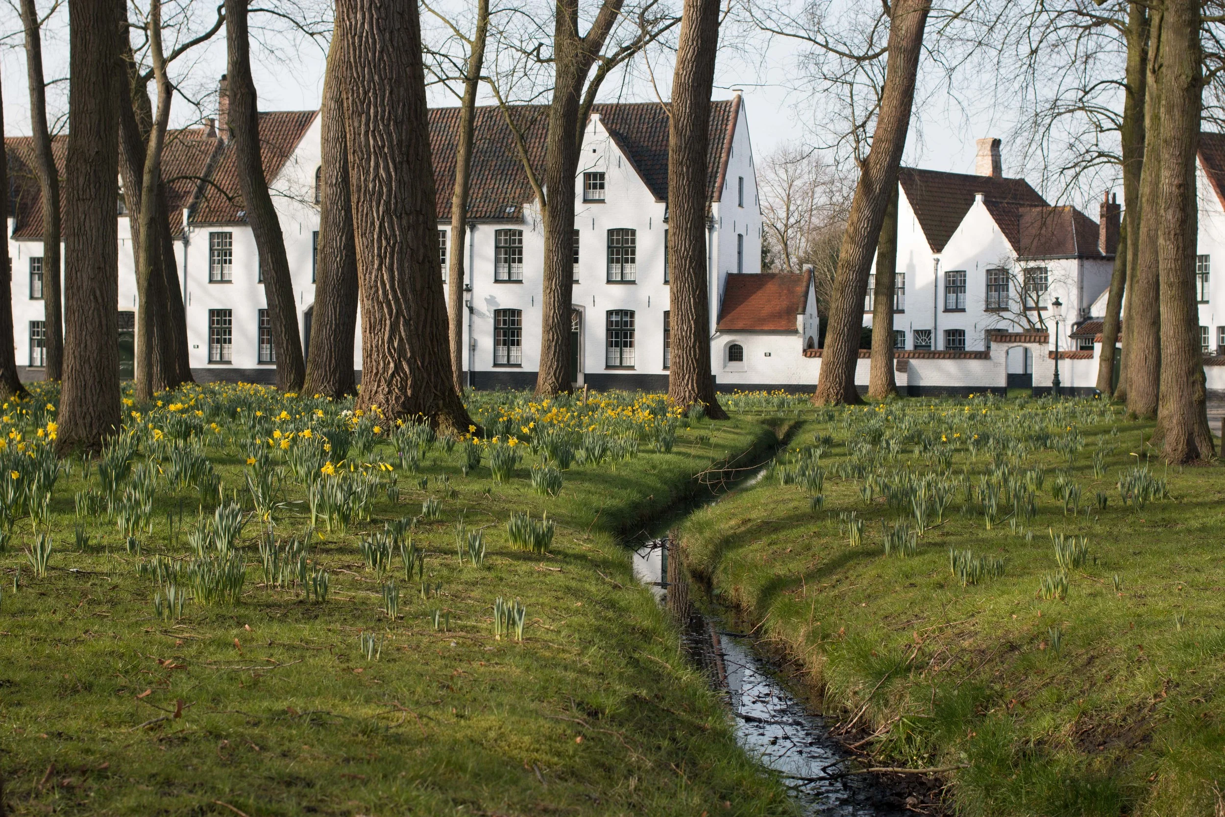 Daffodils in bloom - spring is coming