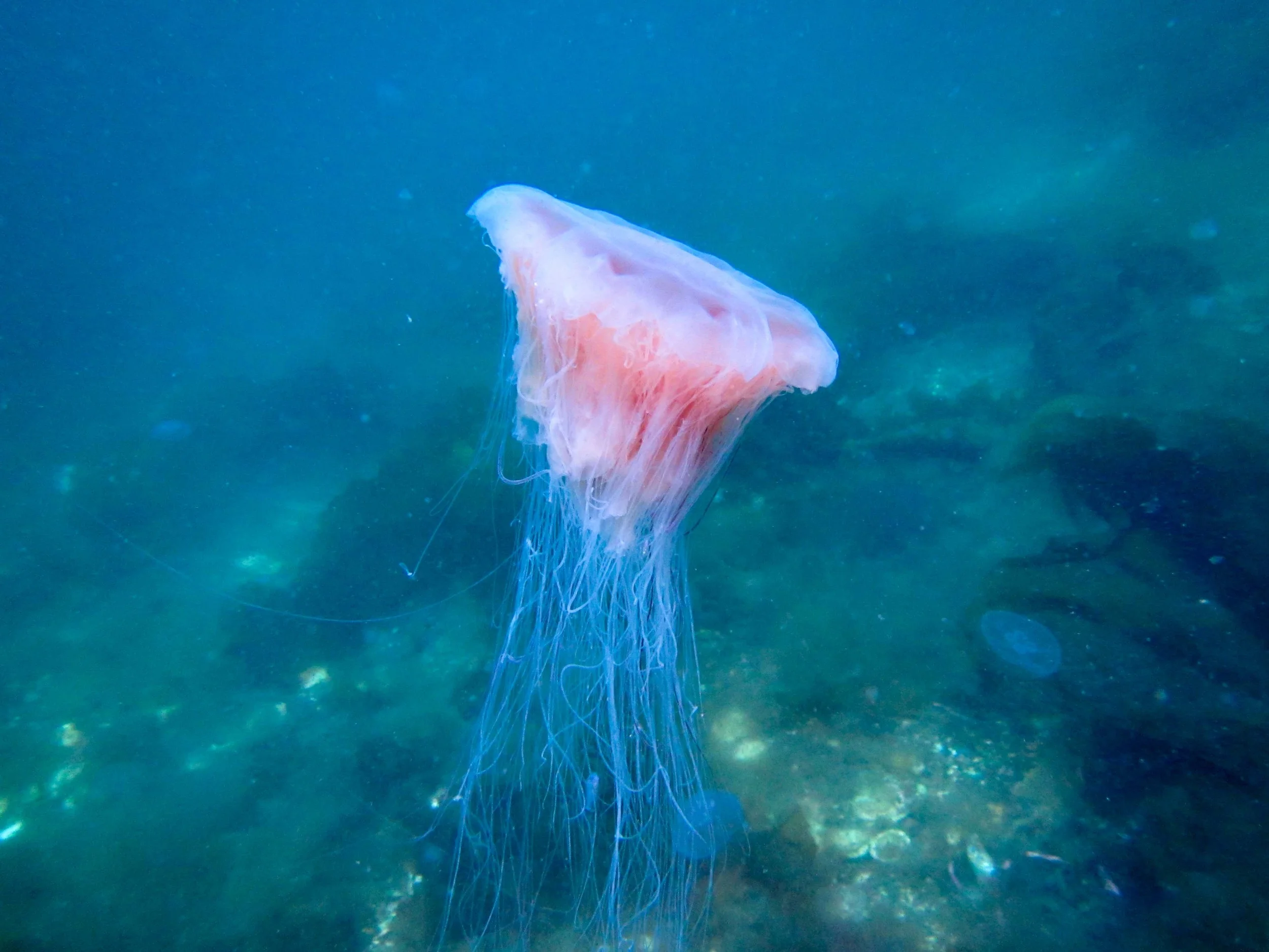 Jelly fish on the house reef