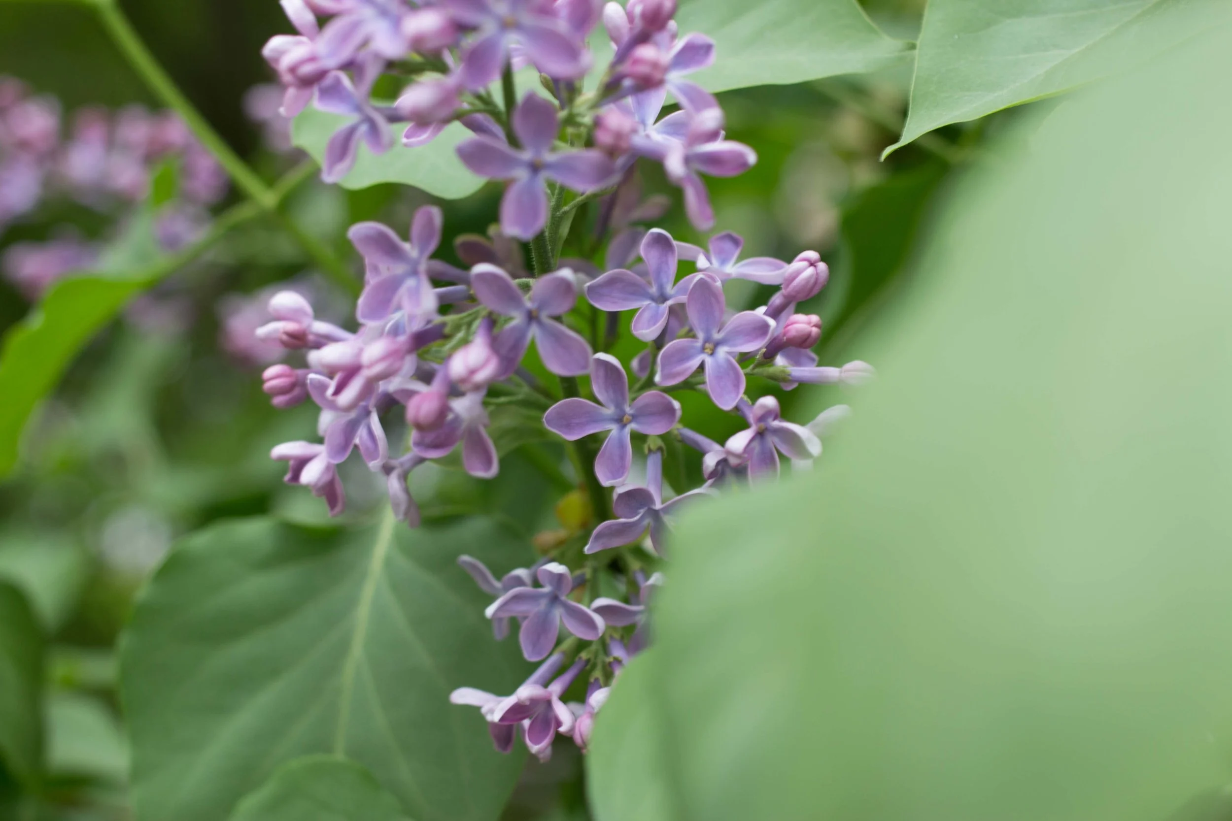 lilacs were in bloom when we were visiting. They are one of my favorite scents of spring!
