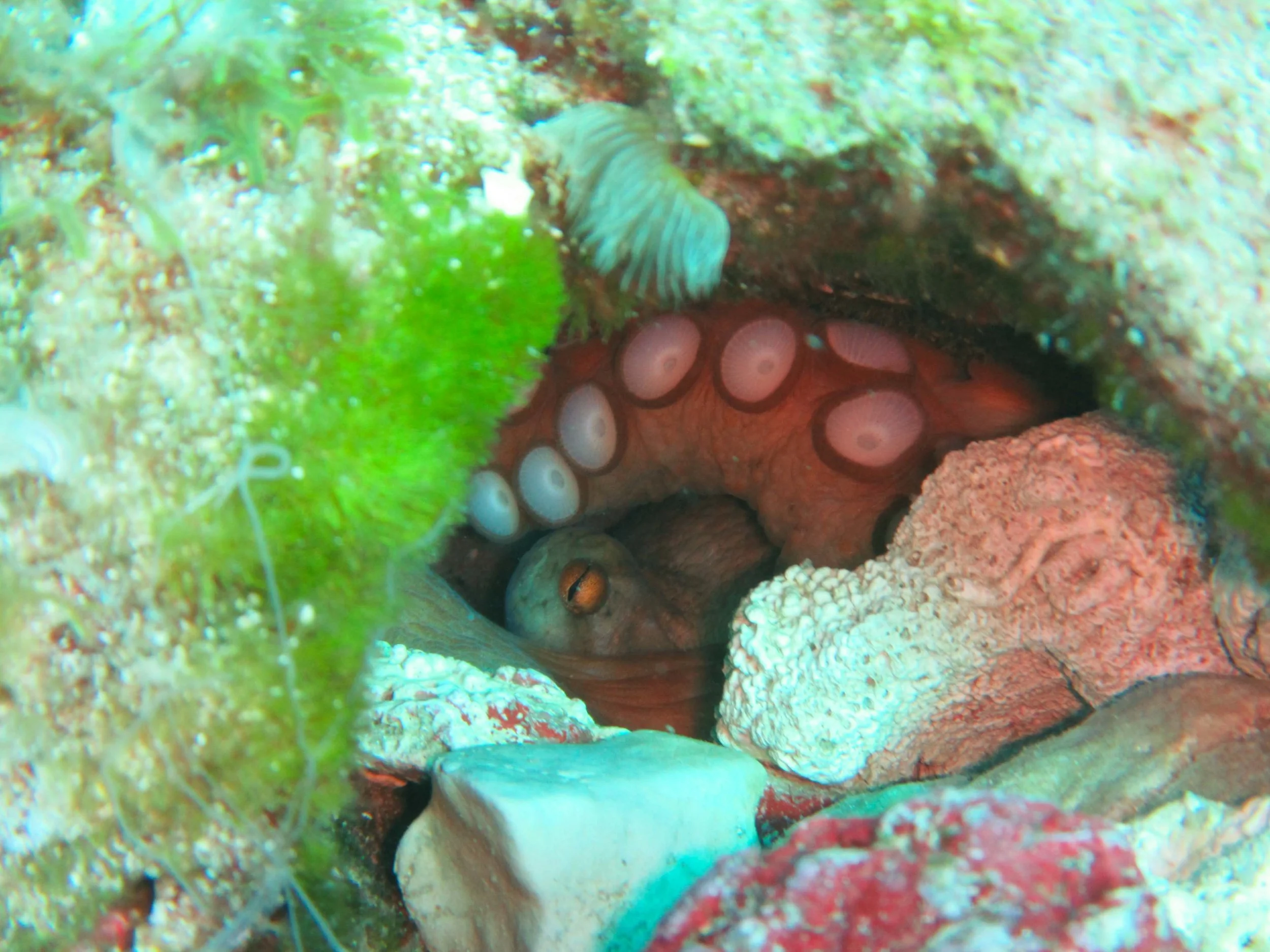 Octoput hanging out in a hole