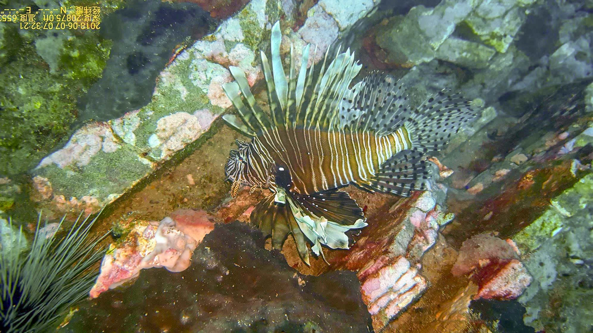 lion fish. photo courtesy of Dustin Ainsworth of SouthEast Texas Scuba