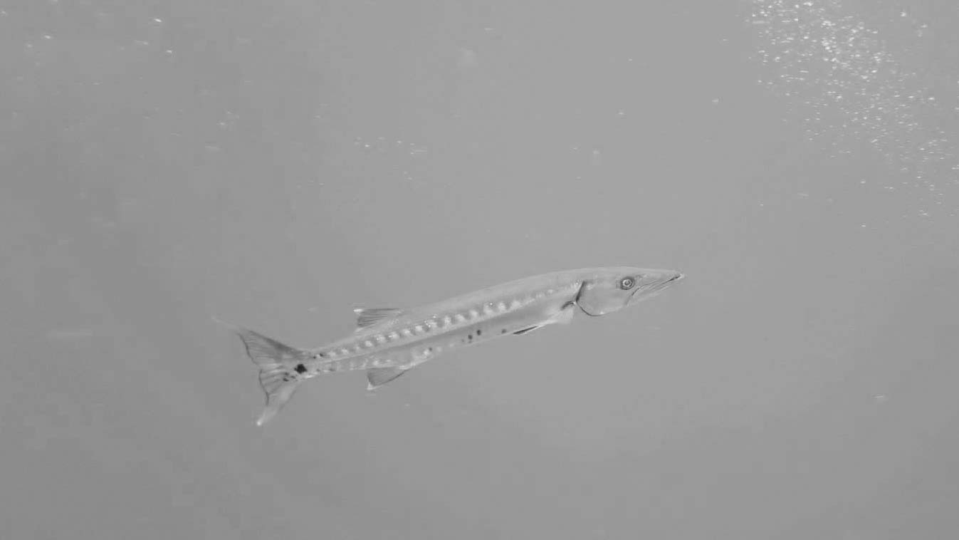 Barricuda in the current. photo courtesy of Dustin Ainsworth of SouthEast Texas Scuba