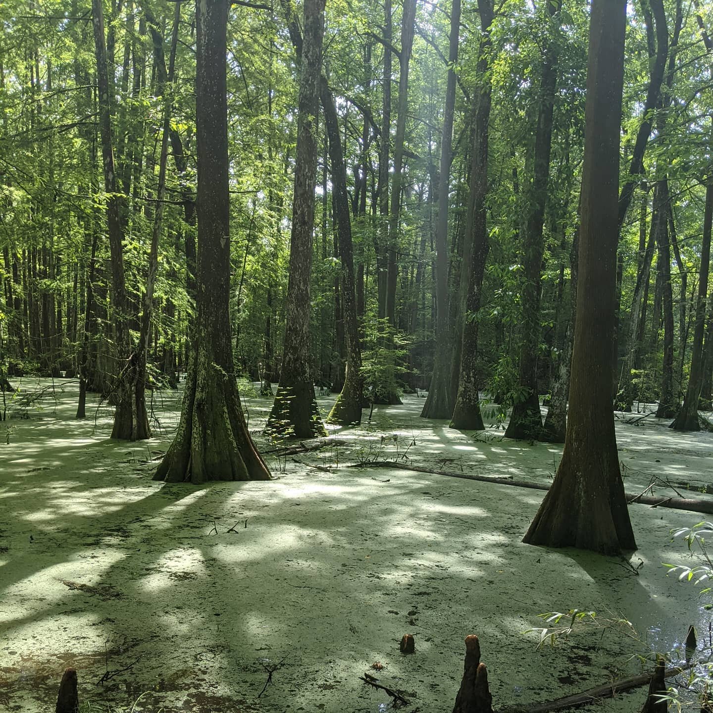 Exploring Louisiana's natural side this weekend at #chicotstatepark #cyptesstupeloswamp #nature