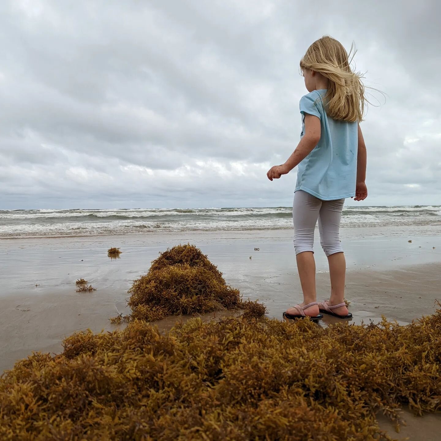 Contemplating invest 95 as the waves have picked up in intensity and the wind was blowing in. The girls had fun playing in the abundant seaweed that washed in. Each clump hosts tiny ghost crabs, little shrimp, and more. Tasty snacks for all the beach