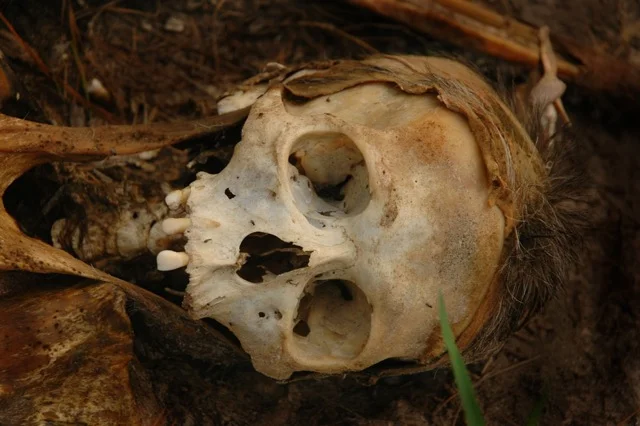 StrayToothHead copy.jpeg