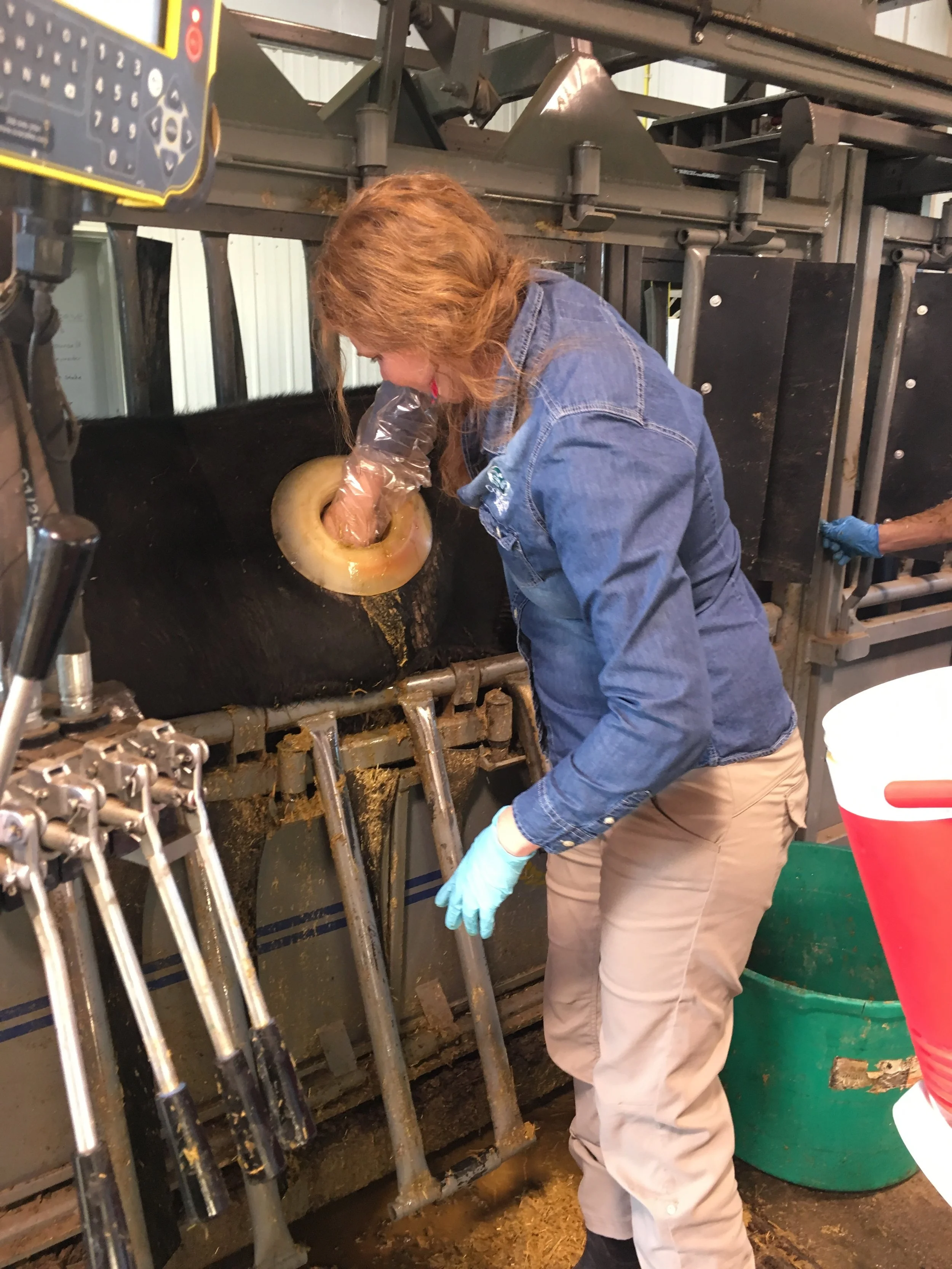 Collection of rumen from the fistulated/cannulated steer. This doesn't hurt the animal either! We can pull the contents out through the fistula to see what bacteria are inside the rumen. Yes, it does smell pretty bad :-).