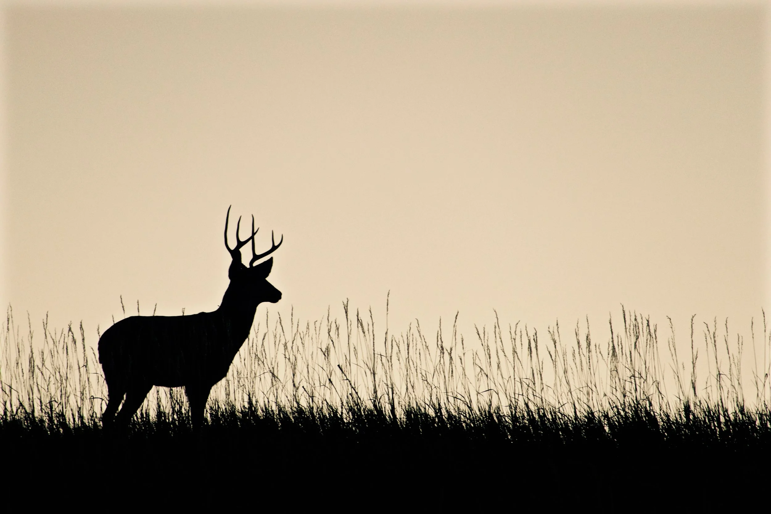 2016_deer_ridge.jpg