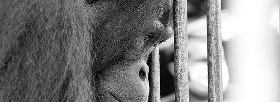  Mely the Orangutan (Photo from International Animal Rescue UK)
