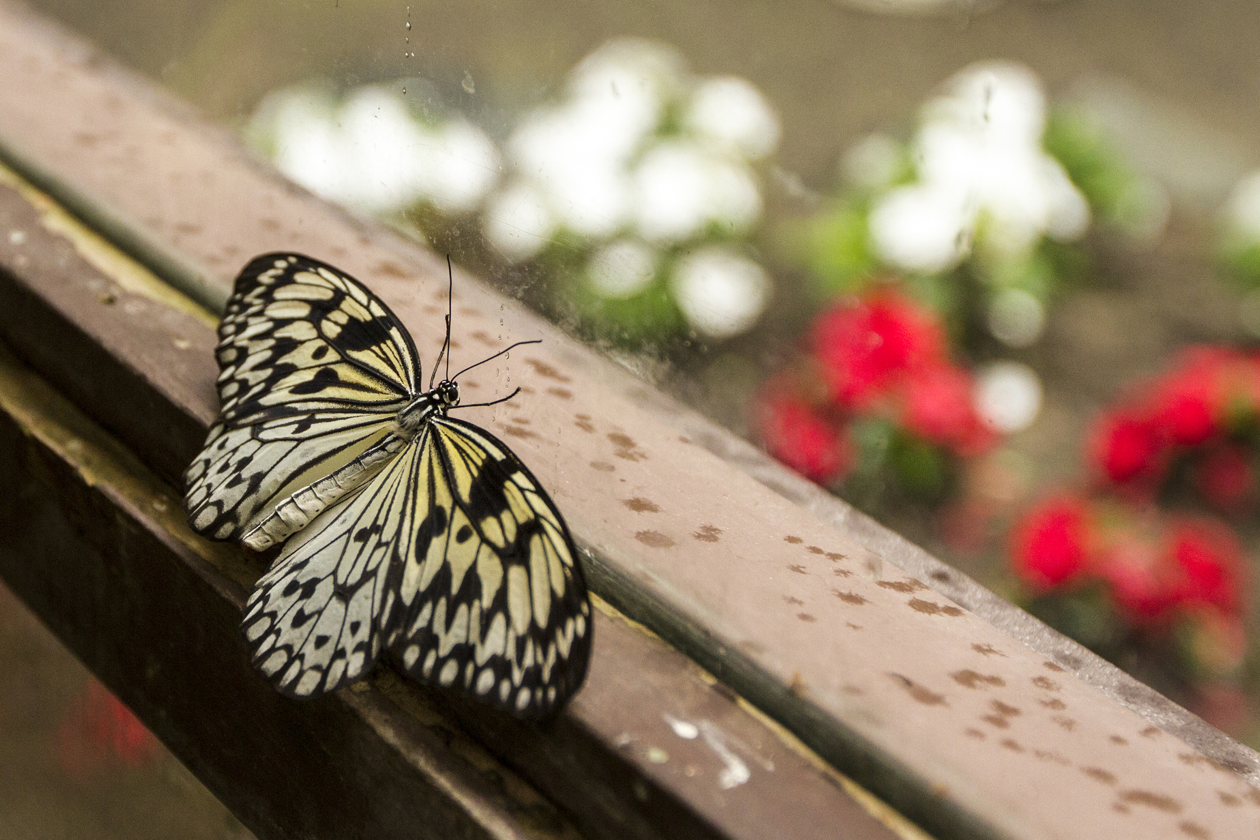 _MG_6709_CROP.jpg
