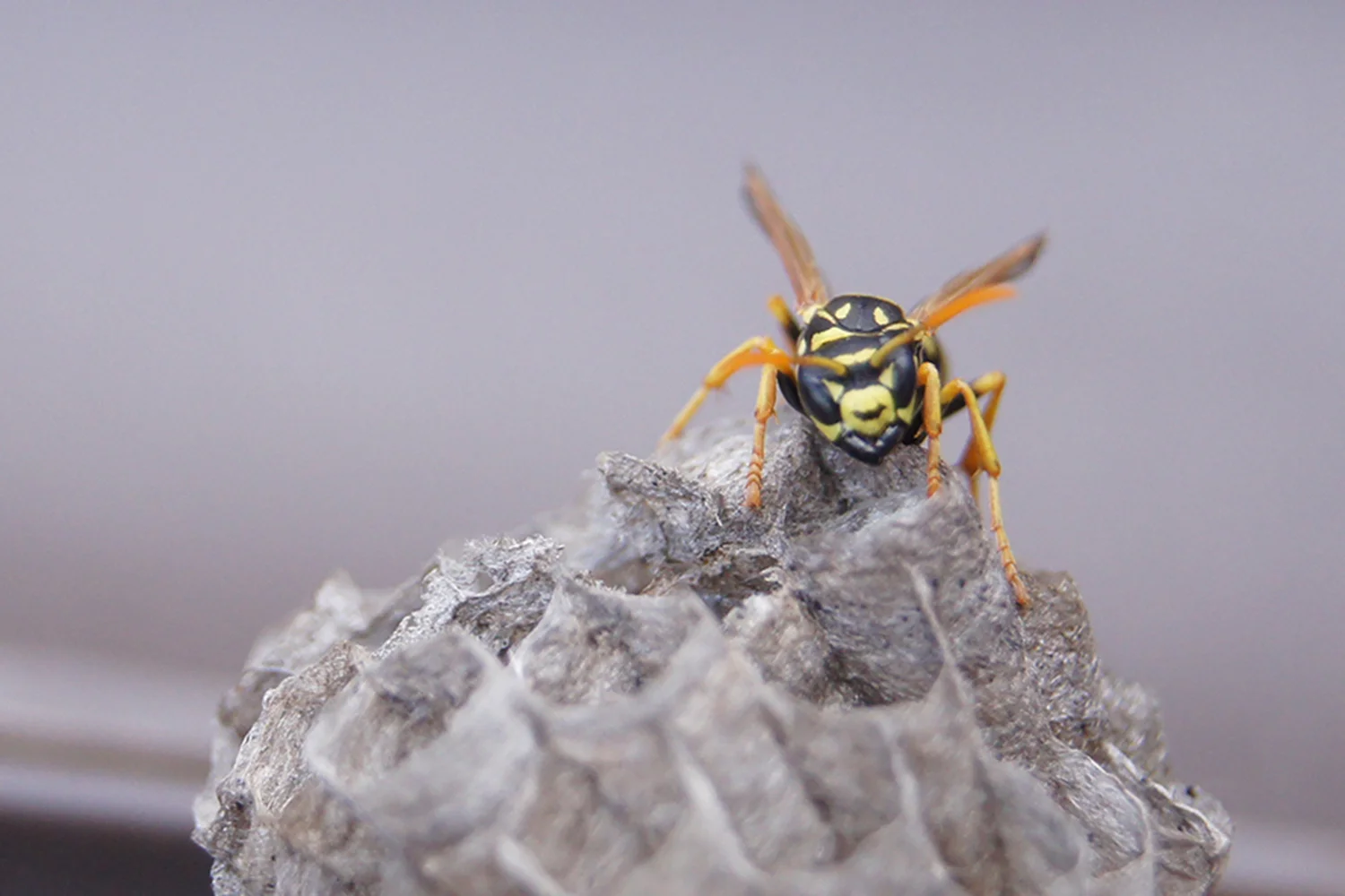Wasp.jpg
