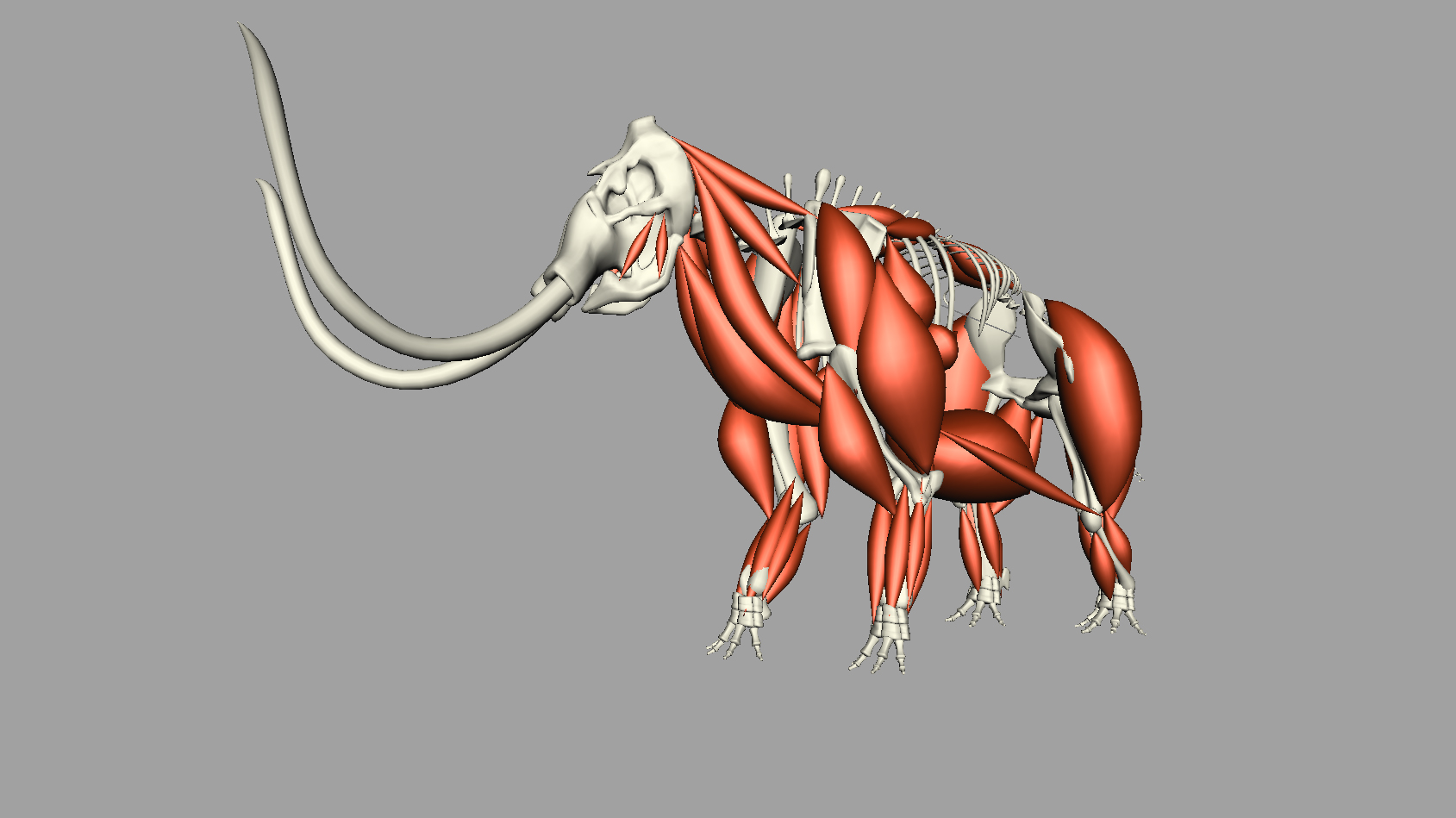 A mammoth rig complete with Maya Muscle setup and a blend of dynamic/ FK trunk and tail controls. They can either be animated by hand with FK or through Mayas dynamic hair system or a blend of both. Modeling and animation by me.