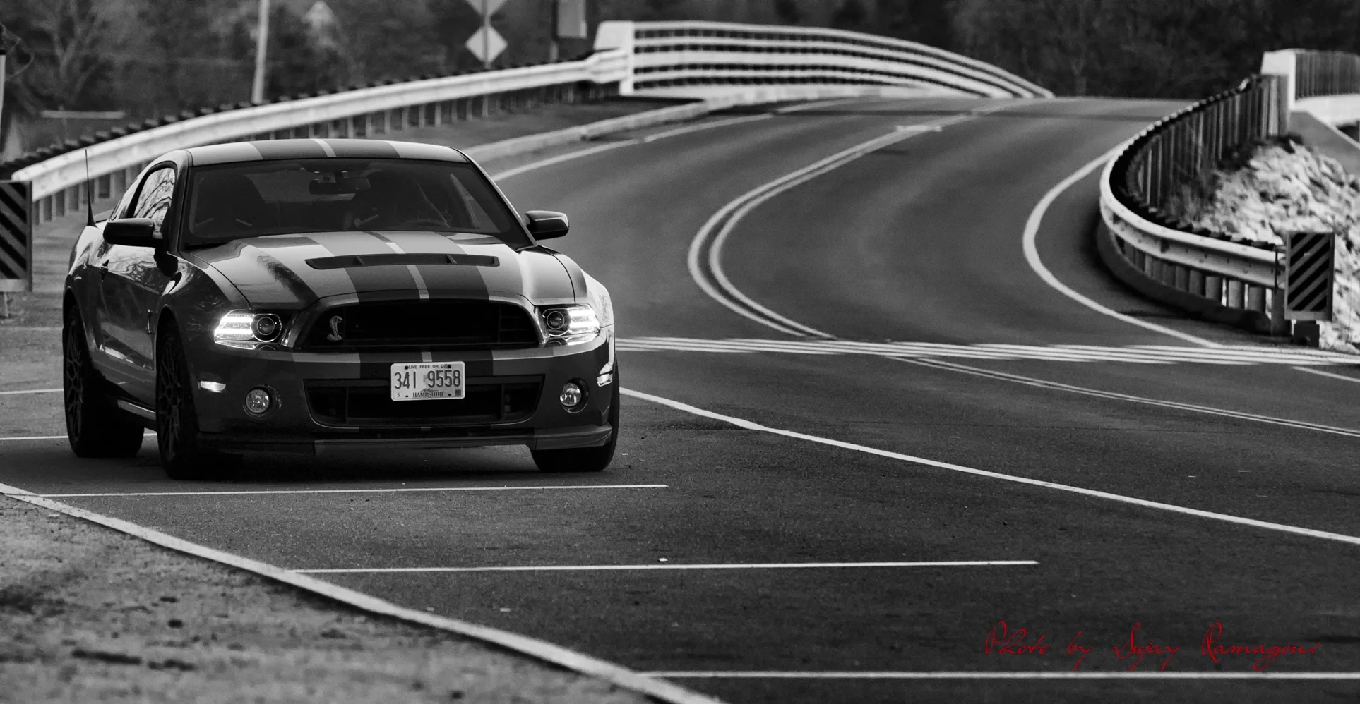 Shelby_005.jpg