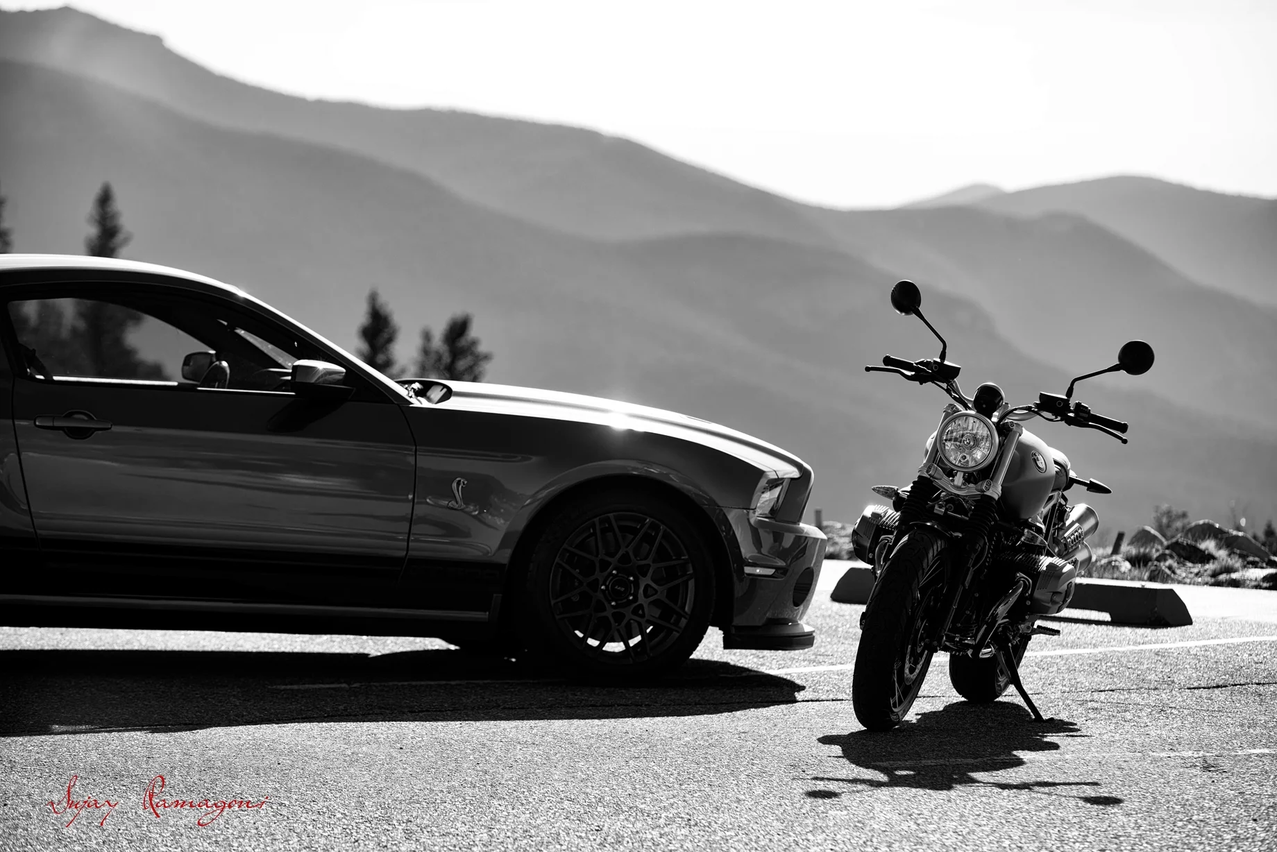 SHELBY_002M.jpg