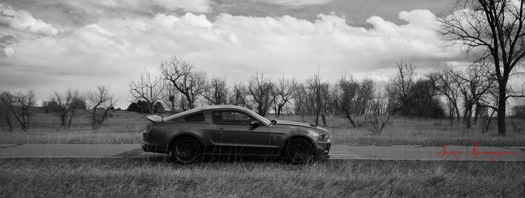 SHELBY_001XS.jpg