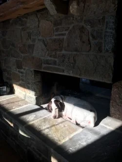 Sadie "In" the fireplace.