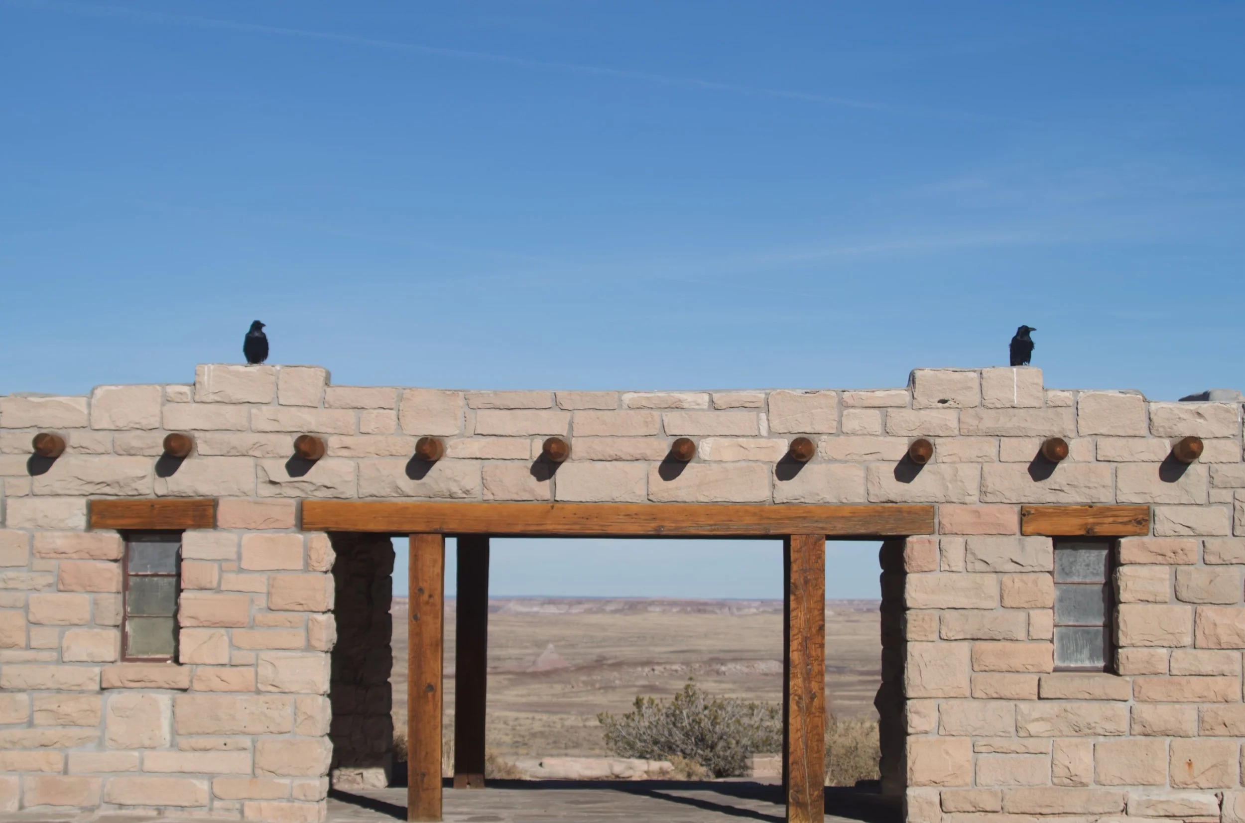 crows.jpeg