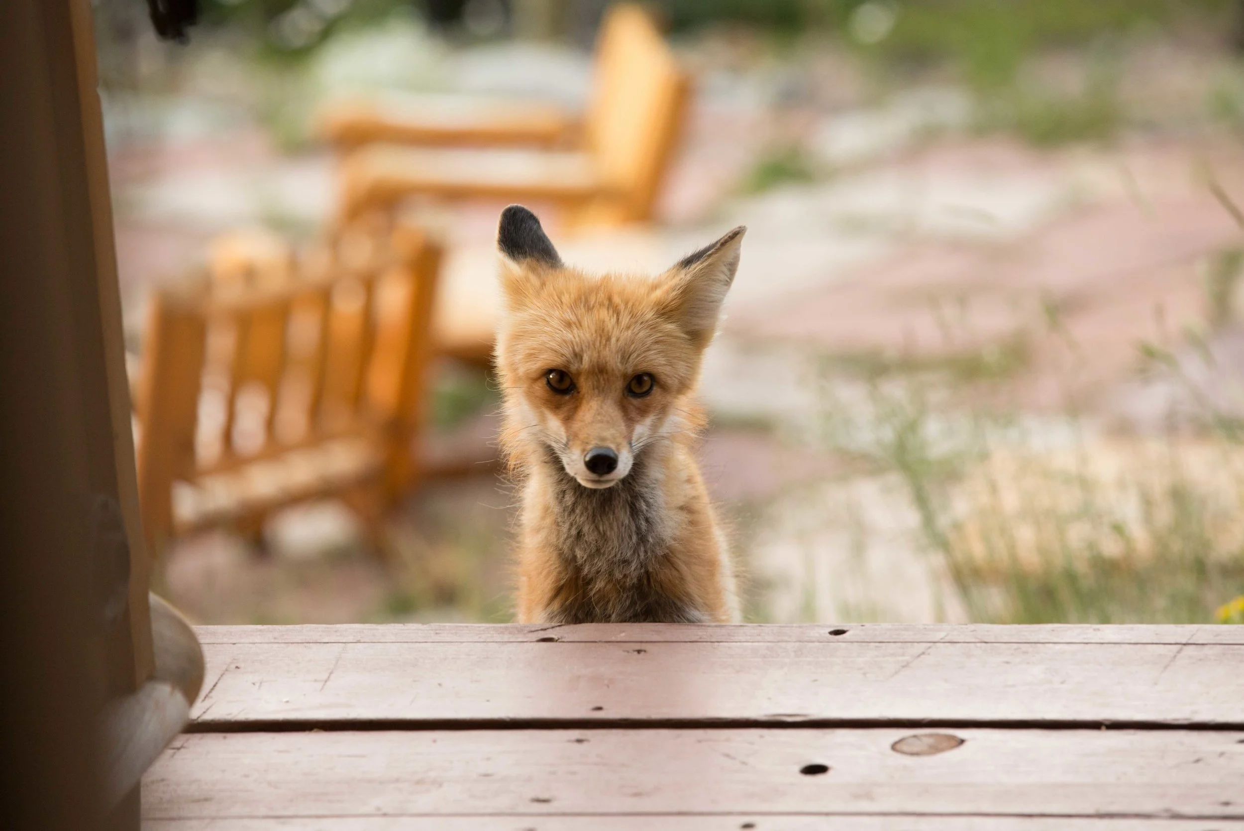 Fox in Breckenridge