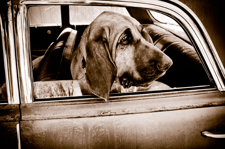 Pulled up this great portrait of my friends Blood Hound Lily tonight from the archives. It got me thinking…If you or your friends need any original and soulful portraits taken of your pets let me know.