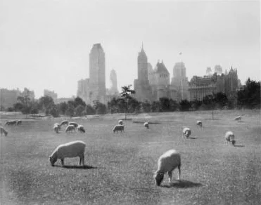 Sheep_Meadow_Central_Park.jpg