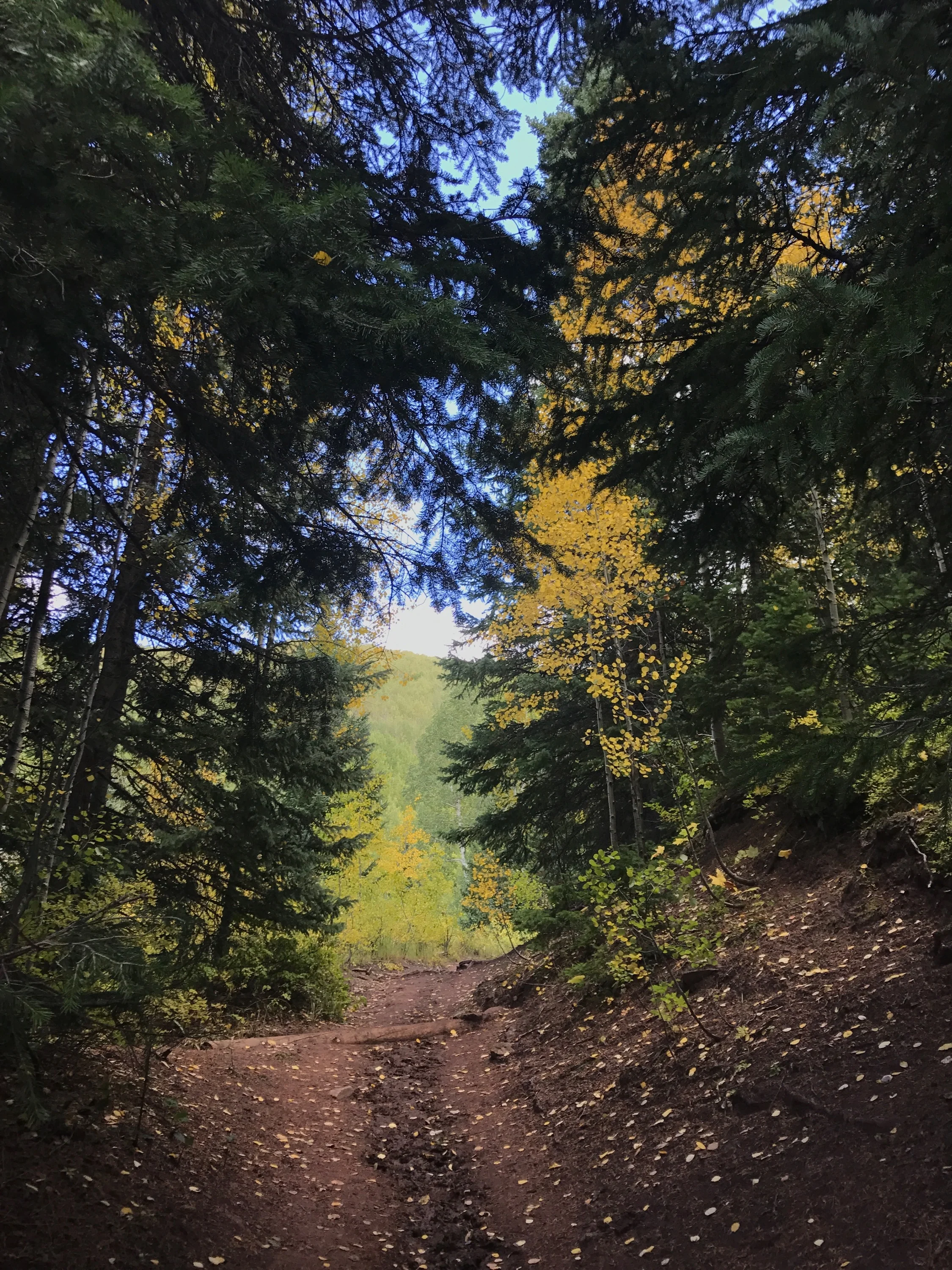 Where the Aspens meet the Pines