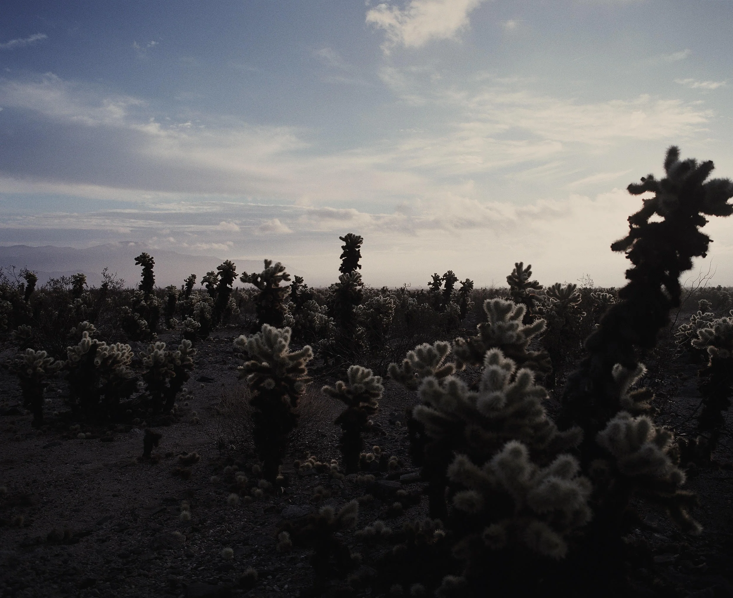 J tree Cholla 2.jpg