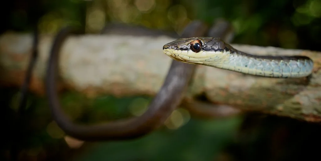 dendrelaphis-calligastra-banner-small.jpg