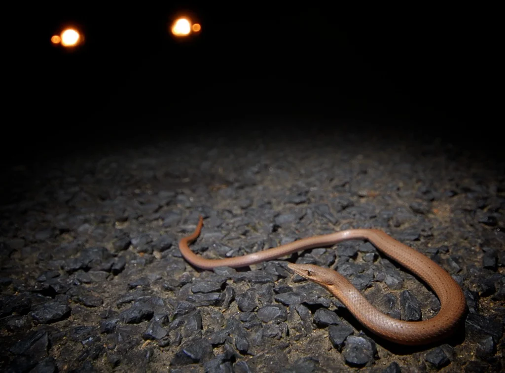 Burton's legless lizard (Lialis burtonis) caught in headlights
