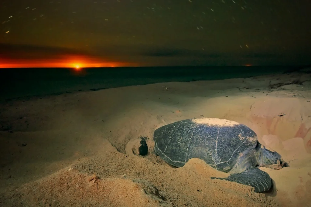 Green turtle (Chelonia mydas) nesting