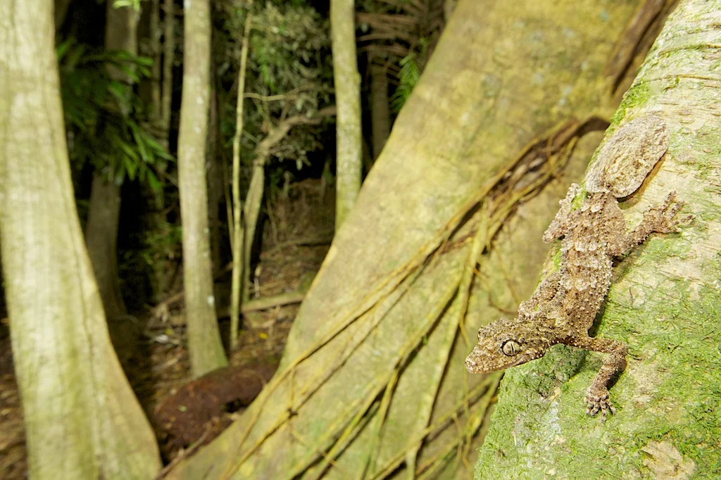Moritz's leaf-tailed gecko (Saltuarius moritzi)
