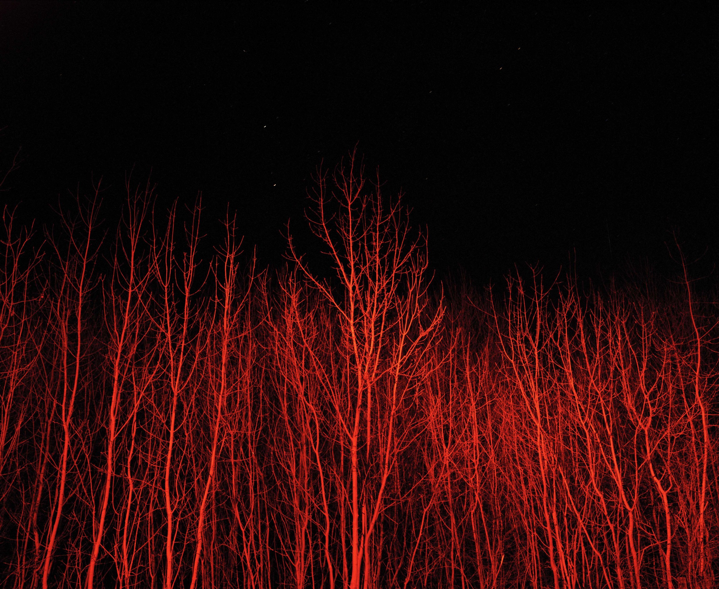 Red branches.jpg