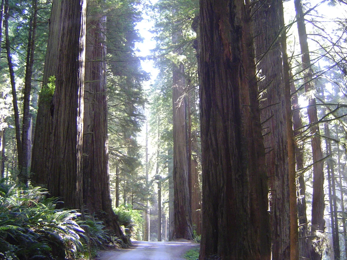 Coastal Redwoods