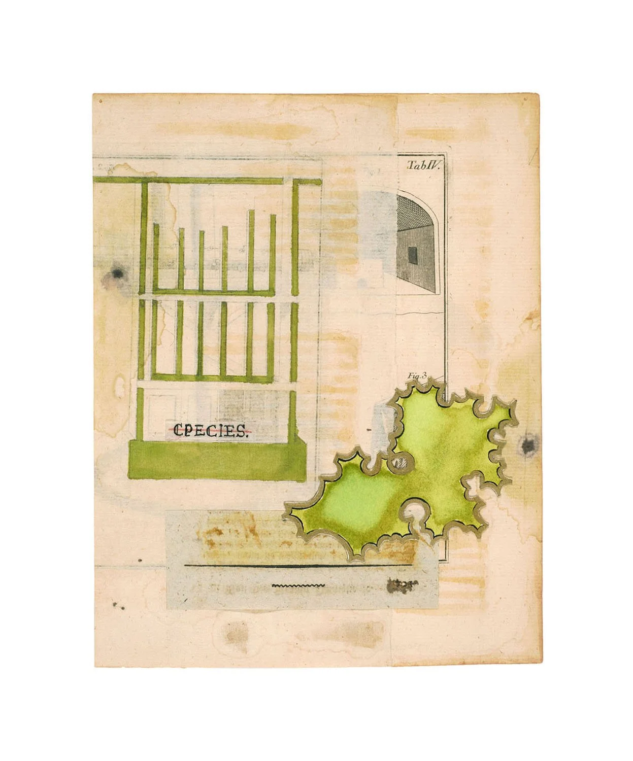   CPECIES  2025, Ink, watercolor,  collage on antiquarian  book fold-out paper 5.875 x 7.5” 