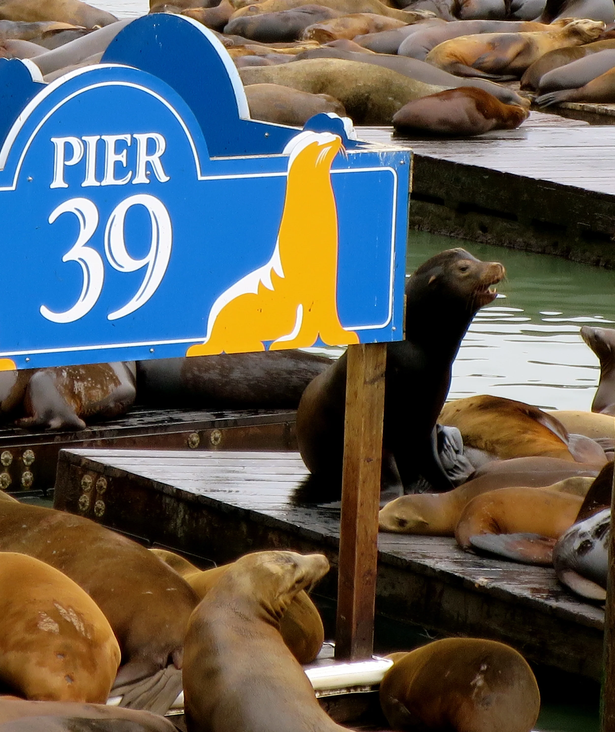 Pier 39.