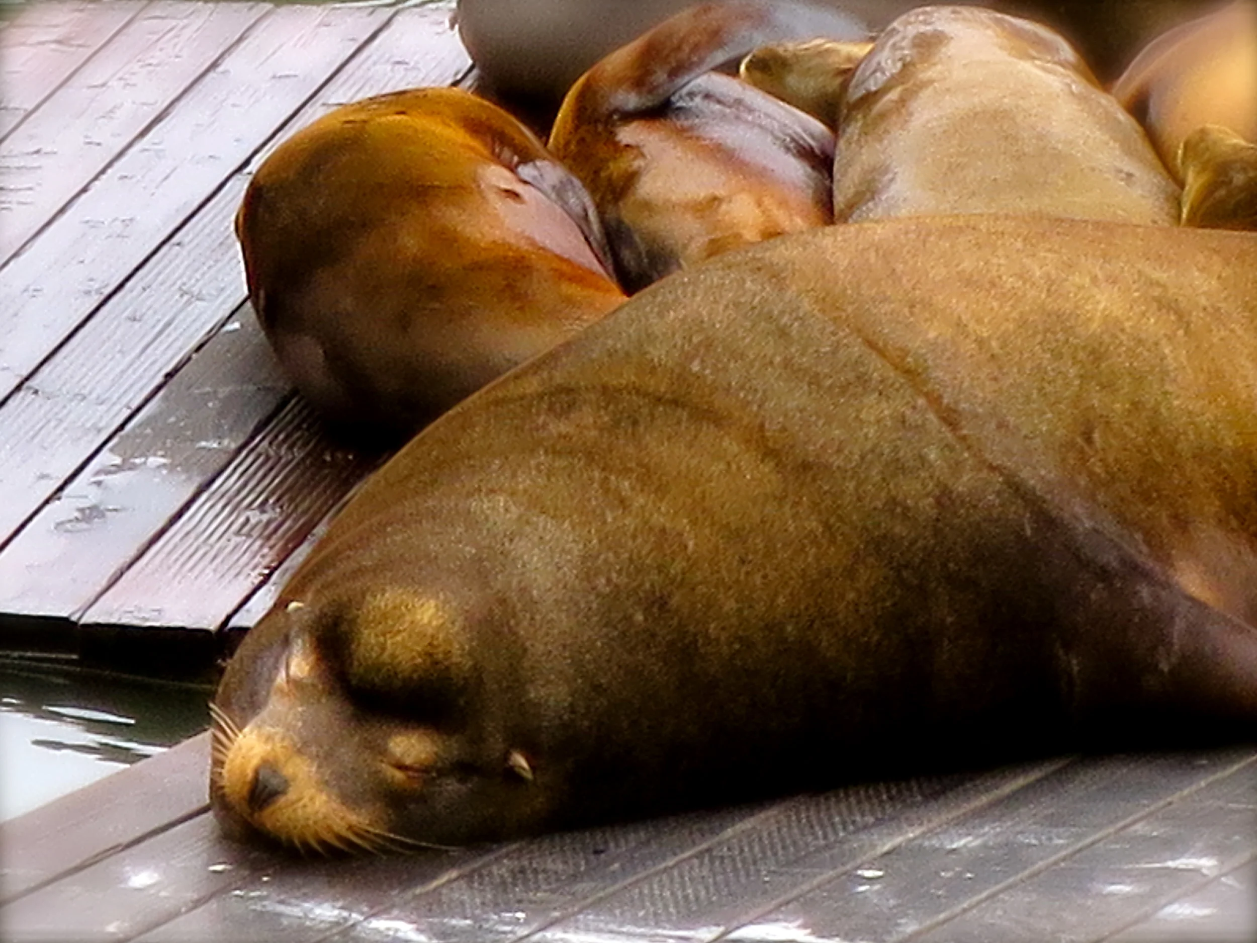 Sleepy seal!