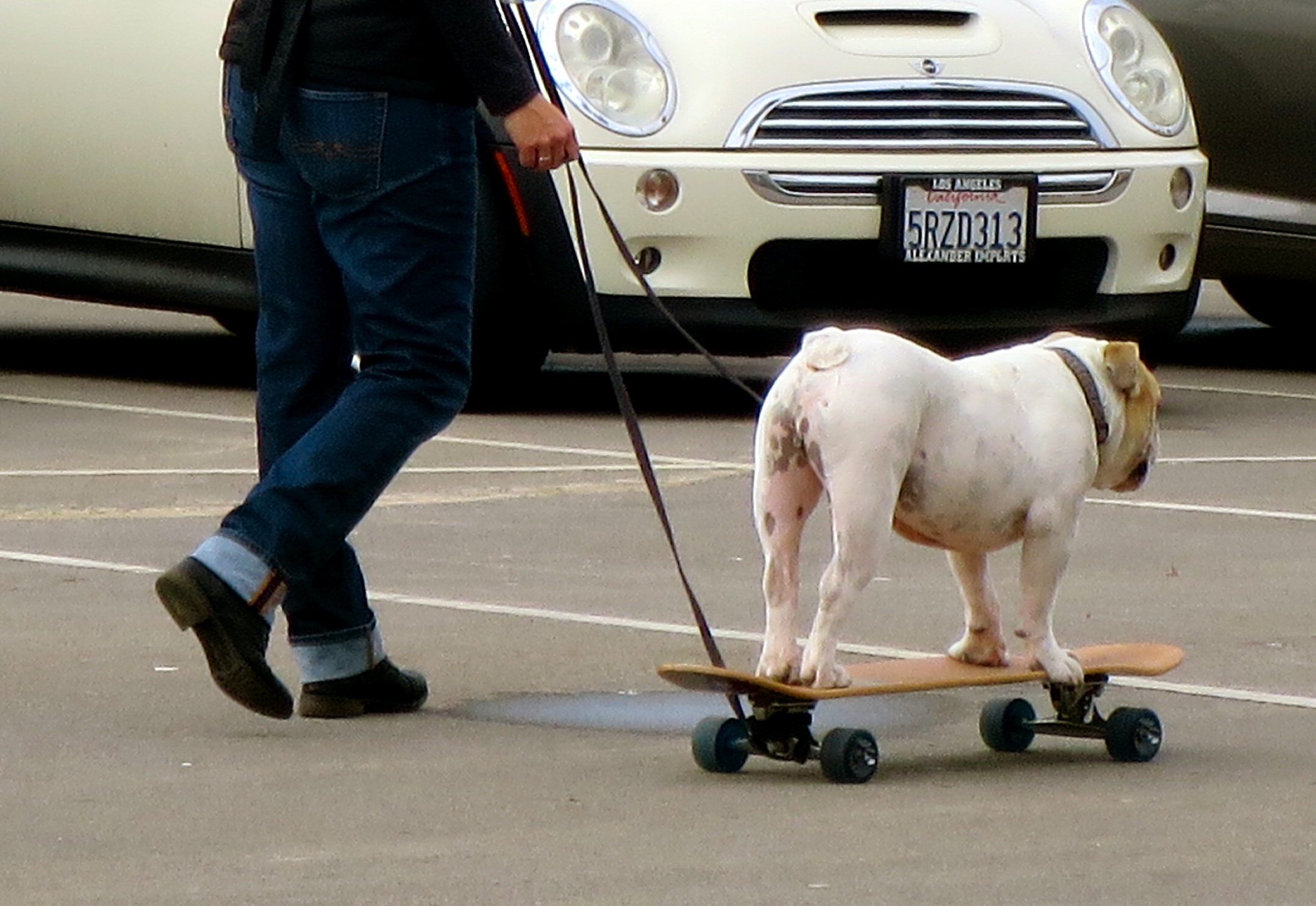 Dog on a skateboard! Obviously!