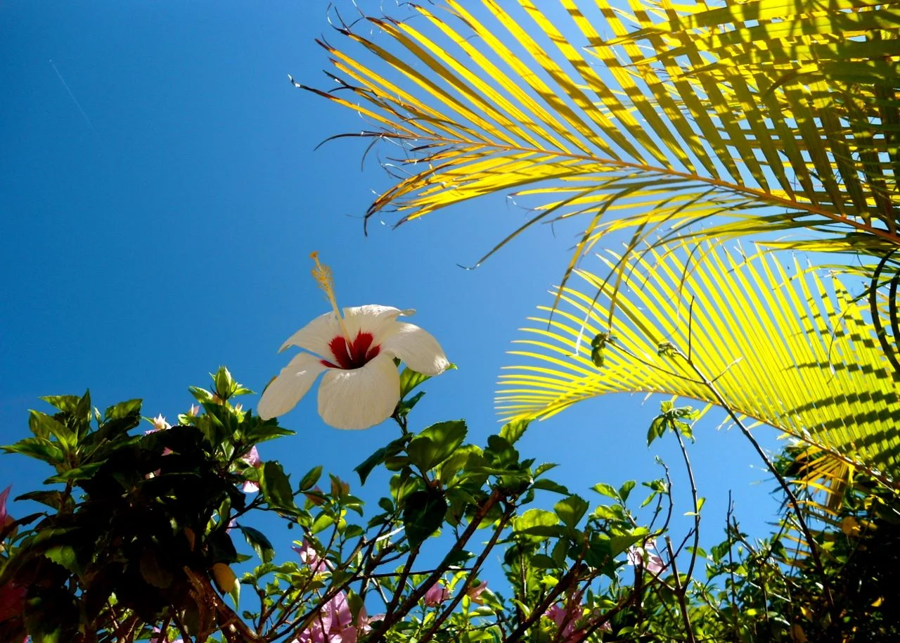 Sky_Flower.jpg