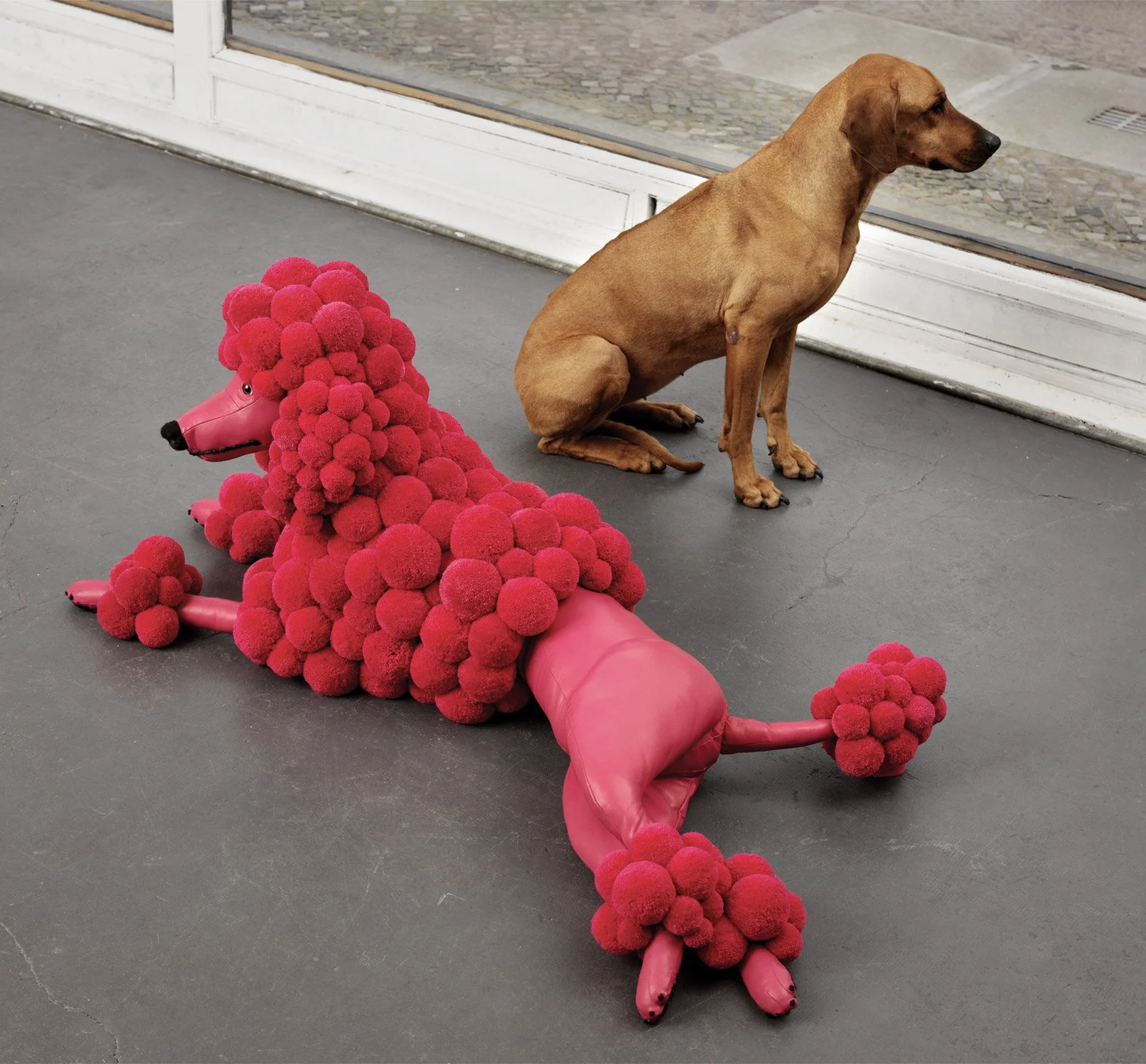  Pompon Poodle pink-image