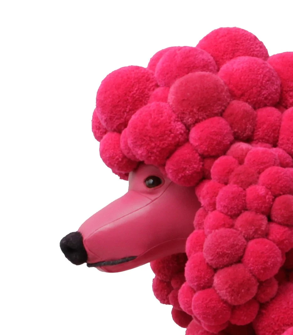 Pompopn Poodle head close up