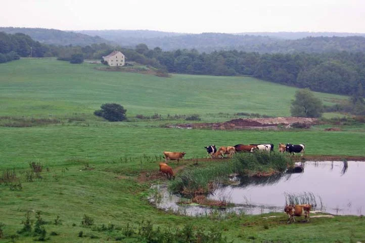 Cows and Pond