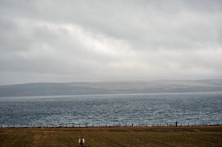 Lone Sheep