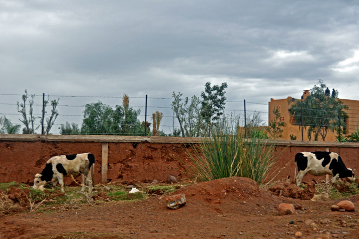 Two Cows