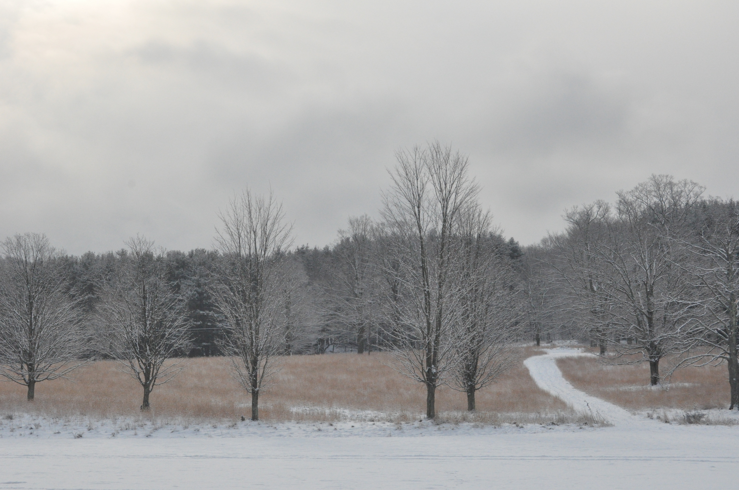 Trees and Snow Path