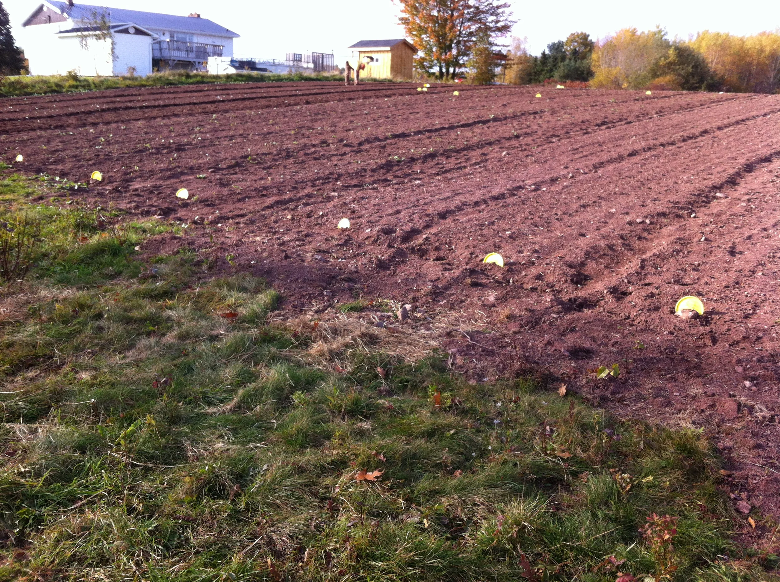 Busy planting.