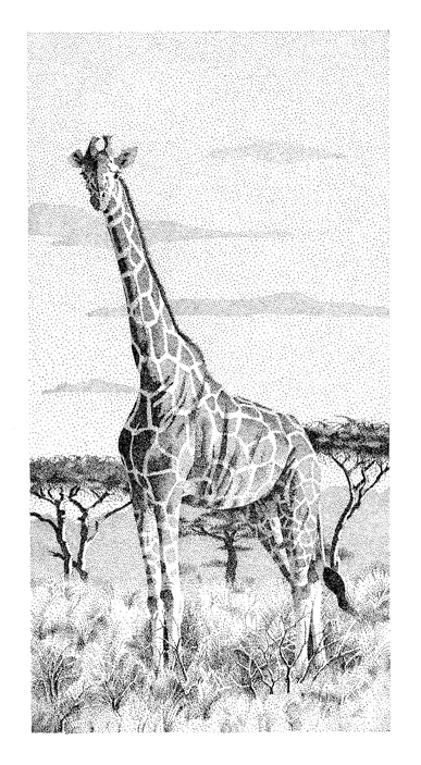 Giraffe_Small.jpg