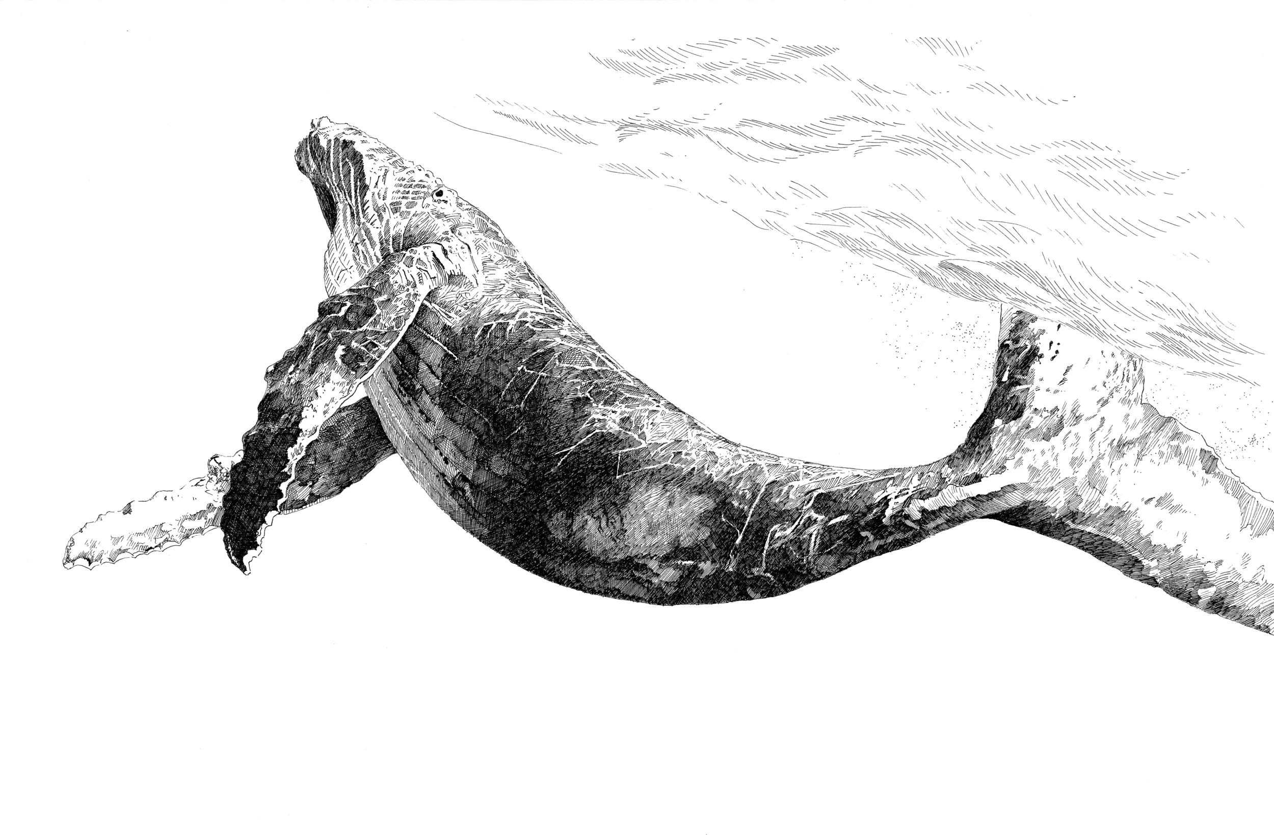 Whale_Small.jpg