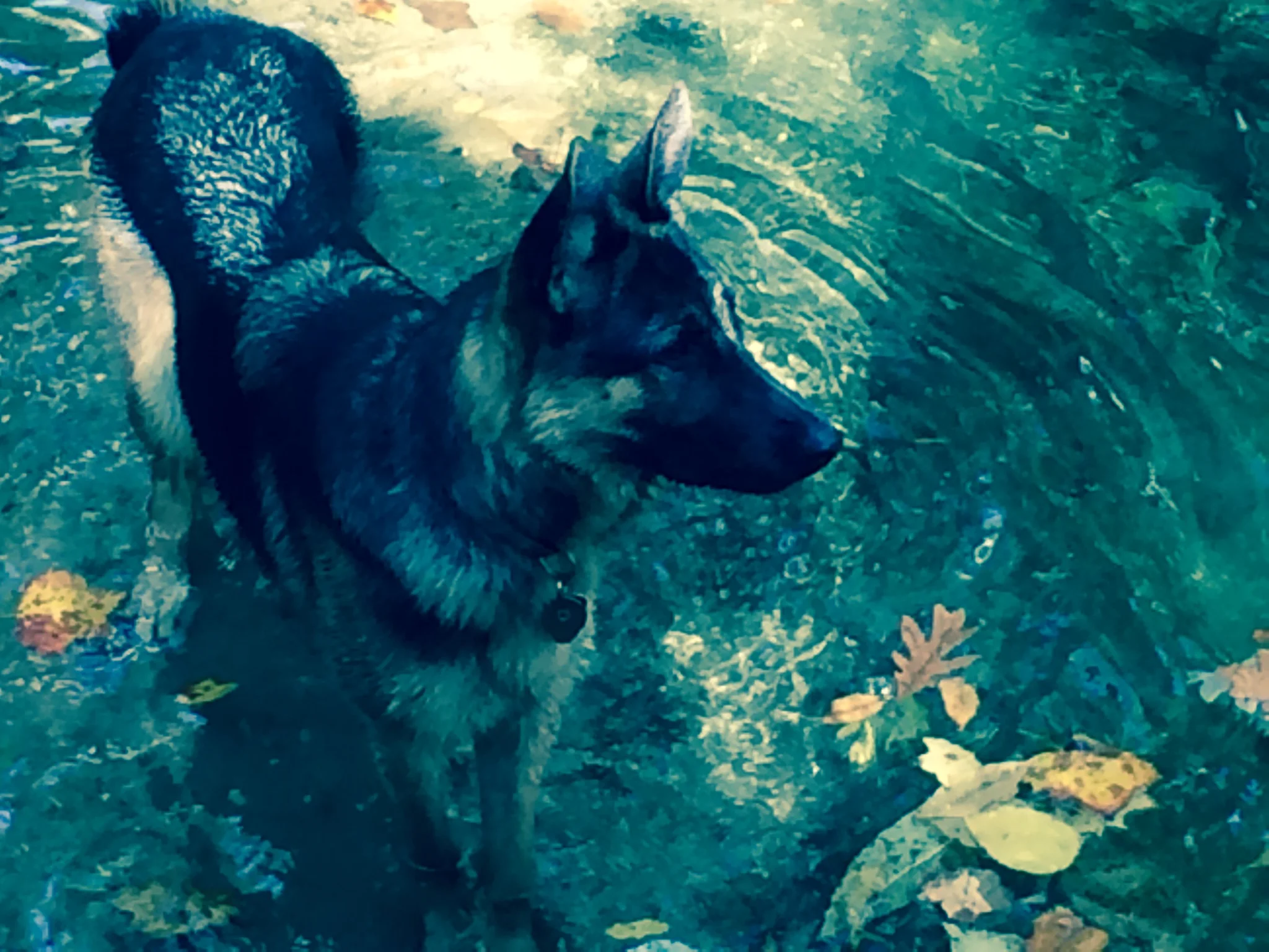 In October 2015, at 18 months old, Tabby earned her Therapy Dog International certification!