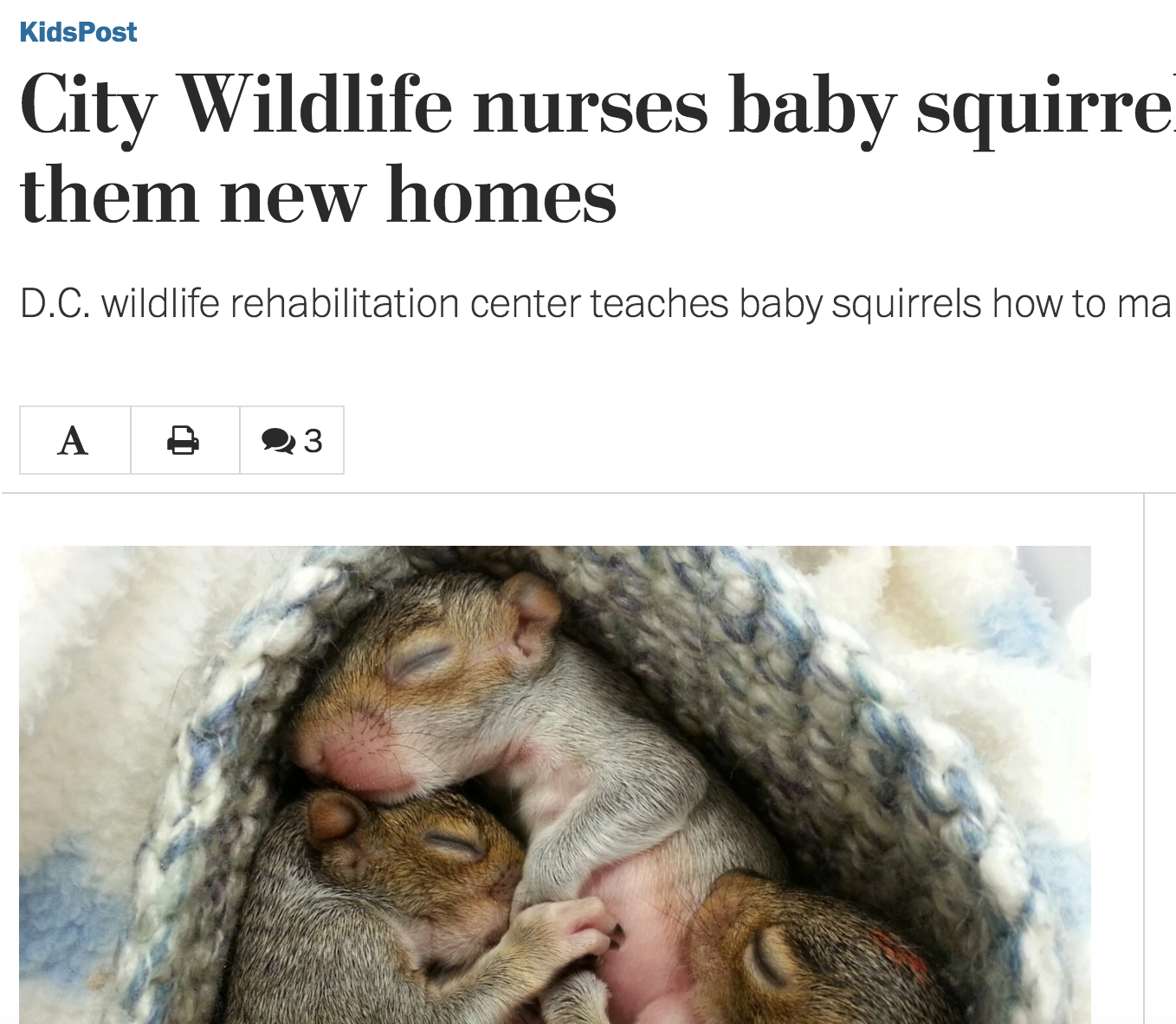 City Wildlife Nurses baby squirrels and finds them new homes
