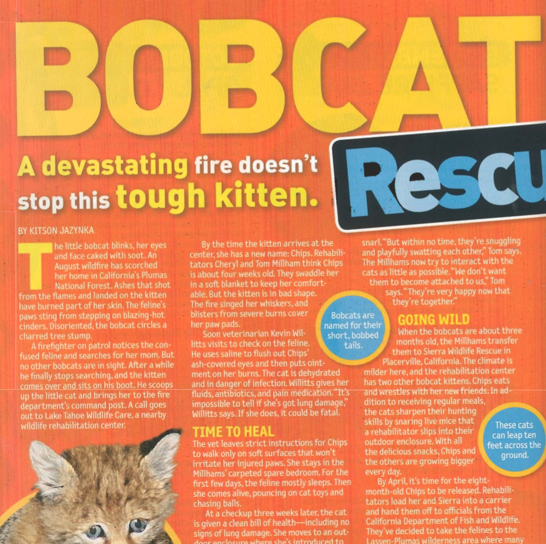 Bobcat Rescue