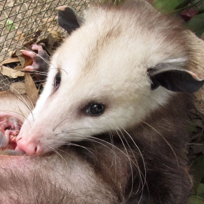 These people pick the pouches of possum roadkill — to save the babies inside