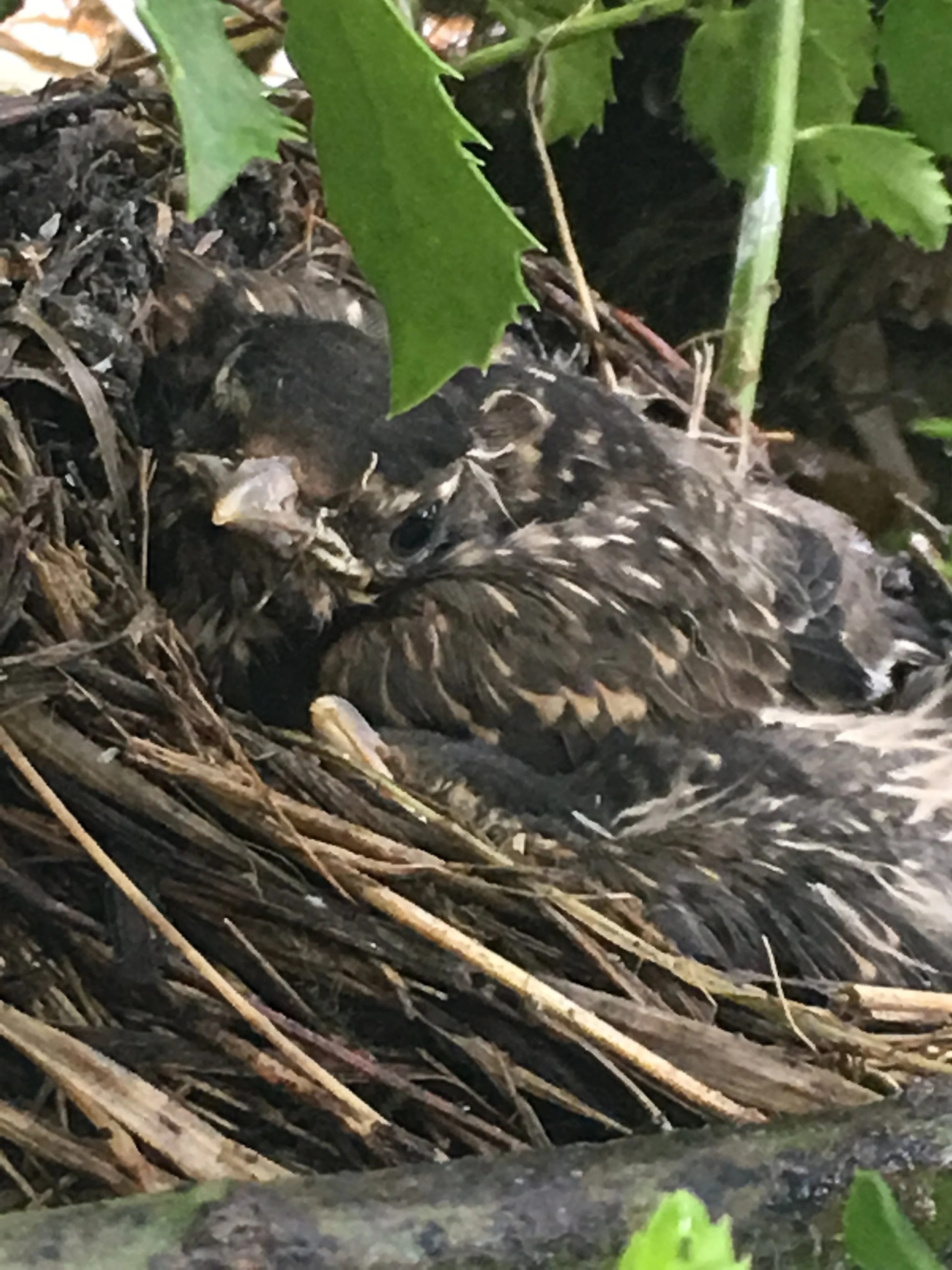 Is "Peep" a call for help?